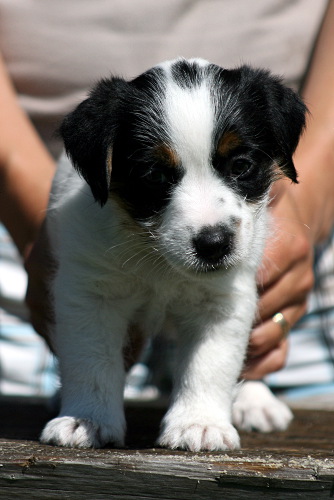 100628_romeo etu.jpg - Romeo